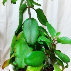 観葉植物 マザーリーフ『子宝草』