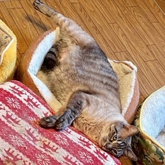 保護猫お見合い里親会開催　4/30(土)13時〜 - 里親募集