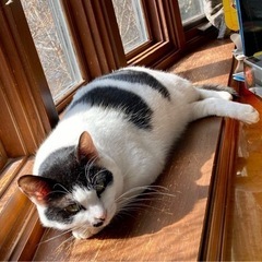 保護猫お見合い里親会開催　4/30(土)13時〜 - 猫