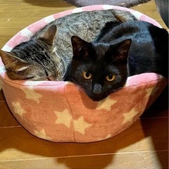 保護猫お見合い里親会開催　4/30(土)13時〜 − 千葉県