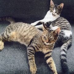 可愛い猫達の里親さん募集中です