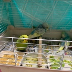 セキセイインコ　大切にして下さる方募集