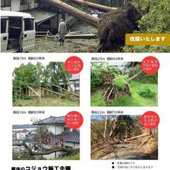 杉・庭木をきります！伐採！雑木・杉・松の木・イグね・桜など！