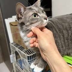 ロシアンブルーMIX❣️美しい毛並みの貴婦人公女さま❣️
