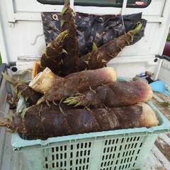 デカイたけのこ40キロ以上！