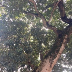 第二回🌲大仙公園🌲延期のお知らせ🙇‍♀️のんびりお散歩とお喋りの集い🌼😊 - 友達