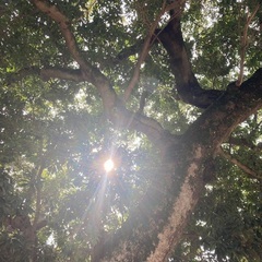 第二回🌲大仙公園🌲延期のお知らせ🙇‍♀️のんびりお散歩とお喋りの集い🌼😊 − 大阪府