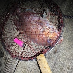 釣り仲間募集！