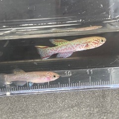 アフィオセミオンｶﾞｰﾄﾞﾈﾘｨ 1ペア　卵生メダカ