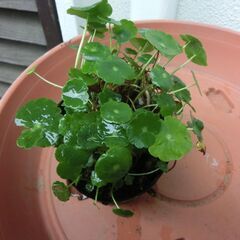 ⭐ウオーターマシュルーム⭐⭐⭐ご希望数お願いします。ボット入りは終わりました、🌟同じ数袋お渡しになります（🔴めだか等、水中、水上）ポットの方は売れ切りました、同じ量ビニール入りです、🌟プロフールをお読み頂けたら有難いです。の画像