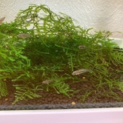 ホイグネイ（wild）のF1稚魚10匹_3の画像