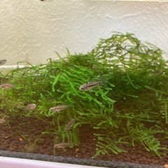 ホイグネイ（wild）のF1稚魚10匹_3