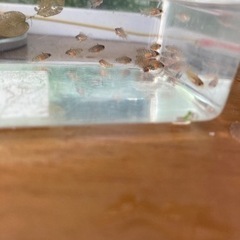 ホイグネイ（wild）のF1稚魚10匹_3の画像