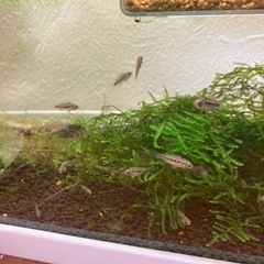 ホイグネイ（wild）のF1稚魚10匹_3の画像