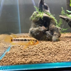 ホイグネイ（wild）のF1稚魚10匹_3の画像