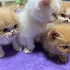 生後約１ヶ月 子猫