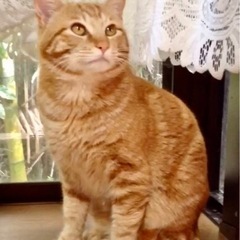 家族が決まりました☺︎【茶トラ】生後9ヶ月 男の子