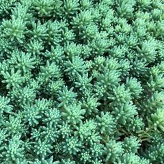 パリダム　セダム　多肉植物