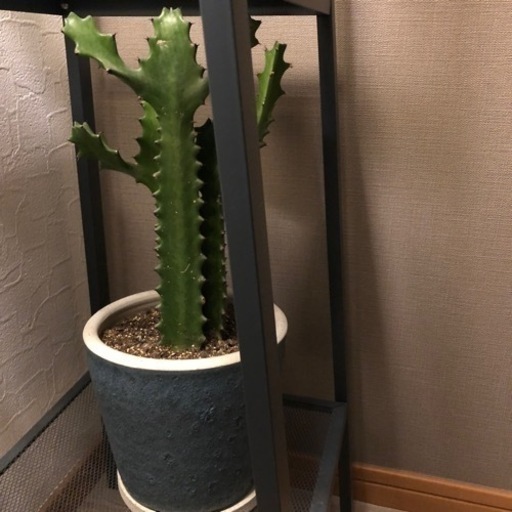 受け渡し者決定しました。