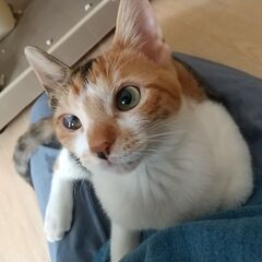 仲良し兄妹で迎えられました！コマツくん 仲良し妹三毛と♪ − 神奈川県