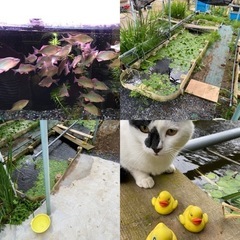タナゴ女子募集中　　小物釣道具工房たびら、タナゴ釣り堀明石水産 − 茨城県