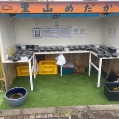 メダカ•タマミジンコ販売所　里山めだか　4/16出店