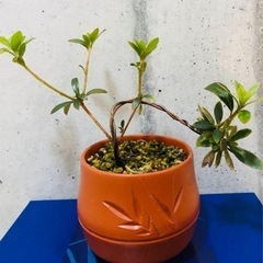 ミニ盆栽　小品　観葉植物