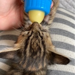 猫の捕獲器を譲ってください　