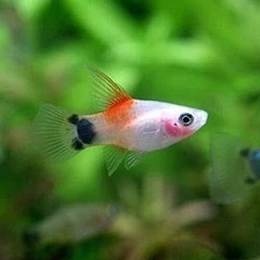 ミッキーマウスプラティ