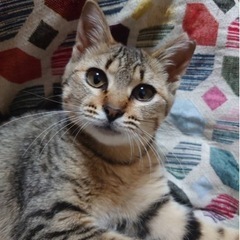 珍しい豆猫の茶キジのマメちゃん
