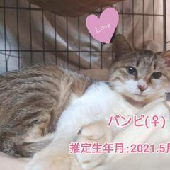 ゴリゴリな甘えん坊バンビ仔とお幸せに❤️