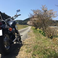 検付！希少！STEED600ノーマル・日本製本格アメリカンの記念碑的マシン！４速を楽しむの画像