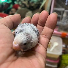 【けんぼの森】セキセイインコ 《ブルー系》2月上旬生まれ 3羽　3周年キャンペーン特別販売価格（税込）➡︎1,500円 - ペット