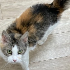 メインクーン　綺麗な毛並の女の子