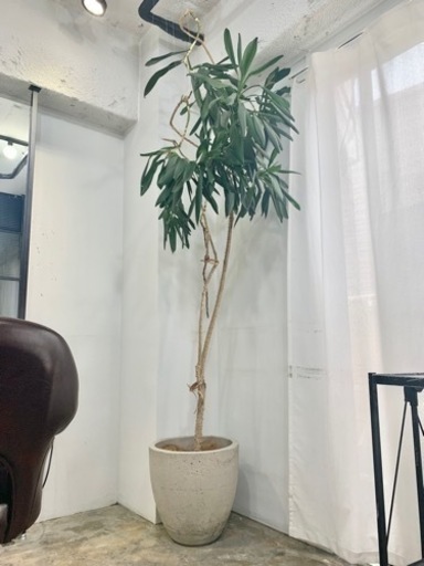 観葉植物230センチ【鉢付き】(枝垂れ植物)
