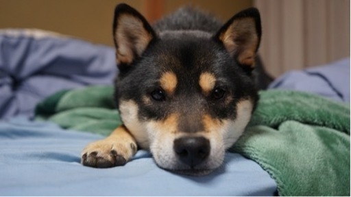 柴犬ノラ黒さま④ 黒柴 】1年ぶりに超精鋭黒柴登場！！希少な丸顔の黒柴子