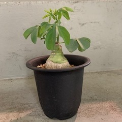 アデニア　グラウカ　塊根植物