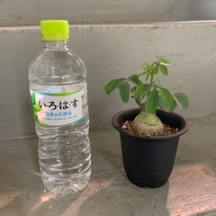 アデニア　グラウカ　塊根植物の画像