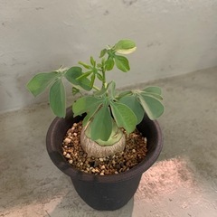 アデニア　グラウカ　塊根植物の画像