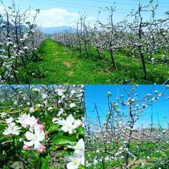 4月下旬〜りんごの摘花のお仕事です。お好きな時間で！の画像