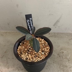 ユーフォルビア  パキポディオイデス　塊根植物の画像