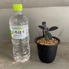 ユーフォルビア  パキポディオイデス　塊根植物の画像