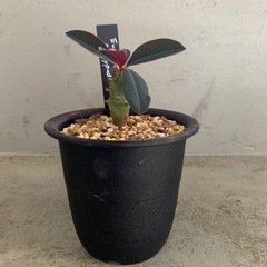 ユーフォルビア  パキポディオイデス　塊根植物