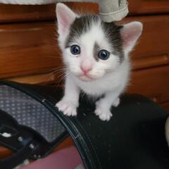 生後３週間の子猫