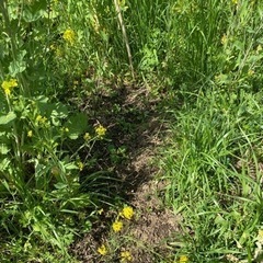 無農薬で野菜作り🍀自然とも共生5/8、22日 − 千葉県