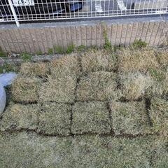 高麗芝