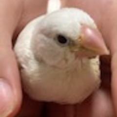 新規受付停止中）白文鳥の里親募集しています