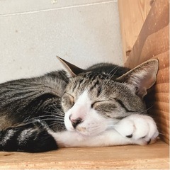 美猫のシロキジそう君 - 青梅市