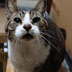 トトさんです