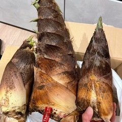 たけのこ3本セット